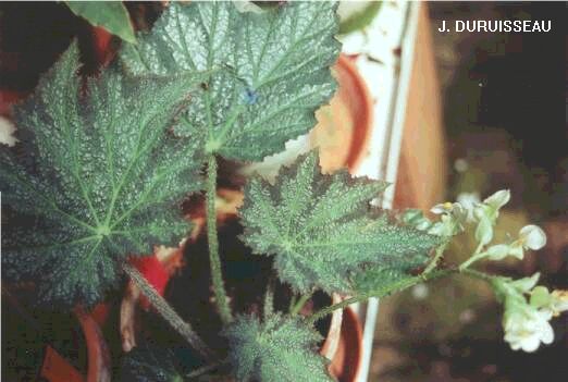 B. ‘Speculata’